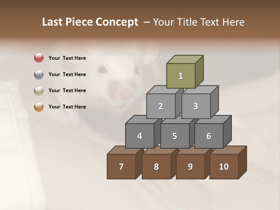 A White Rat Sitting On Top Of A Bed PowerPoint Template