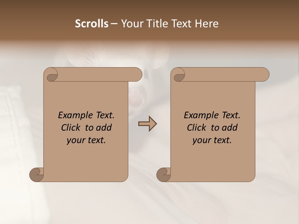 A White Rat Sitting On Top Of A Bed PowerPoint Template