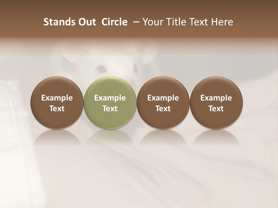 A White Rat Sitting On Top Of A Bed PowerPoint Template