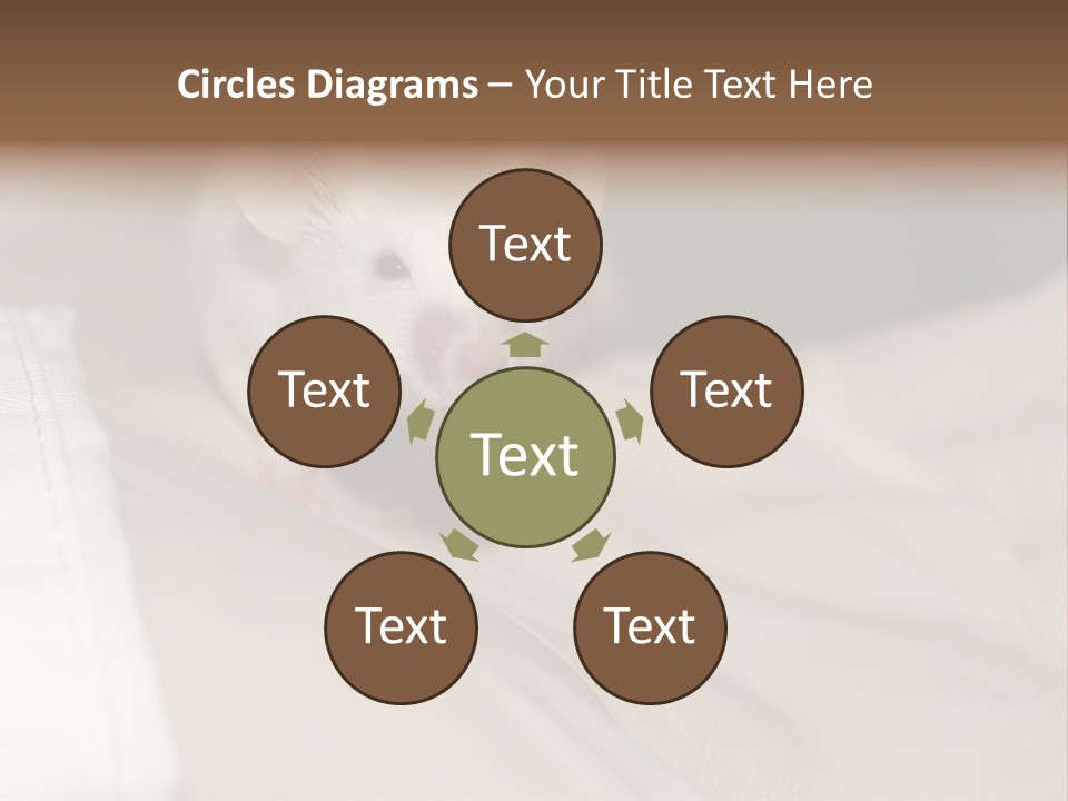 A White Rat Sitting On Top Of A Bed PowerPoint Template