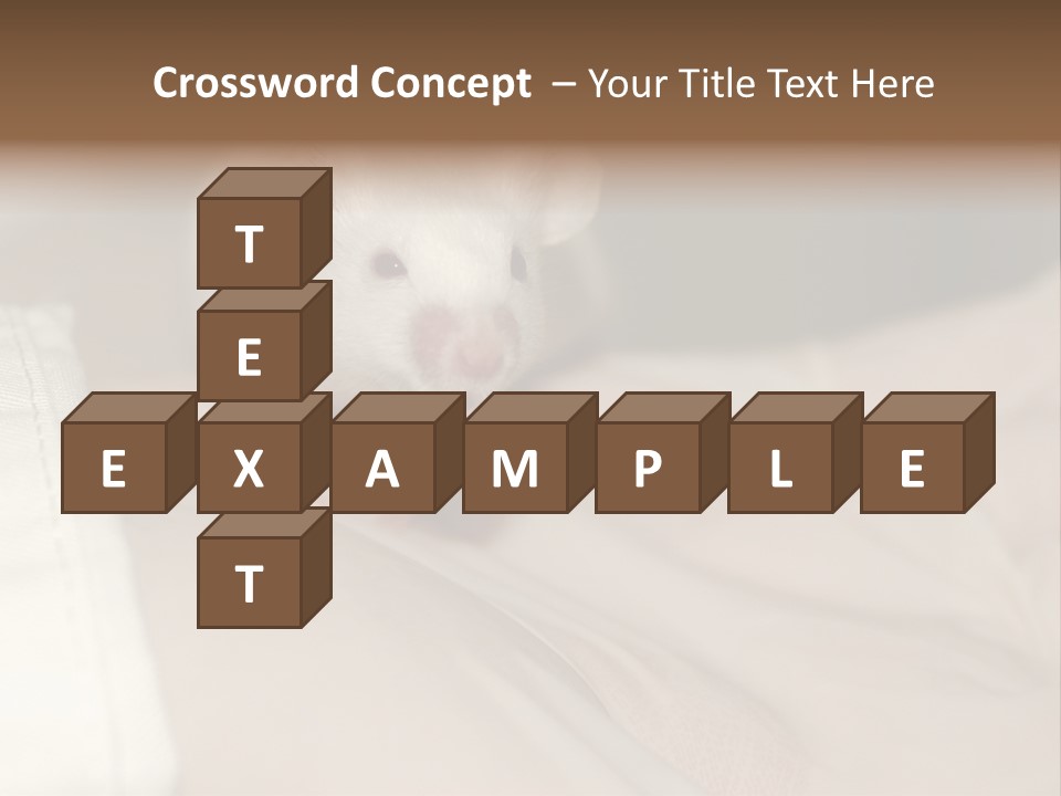 A White Rat Sitting On Top Of A Bed PowerPoint Template