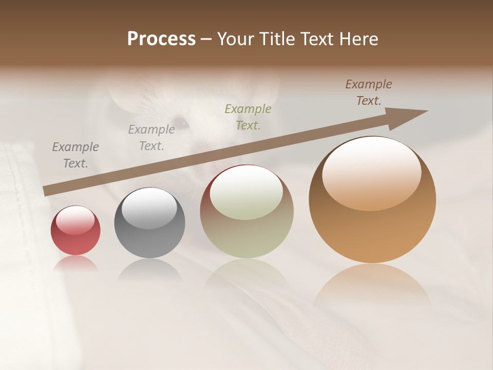 A White Rat Sitting On Top Of A Bed PowerPoint Template