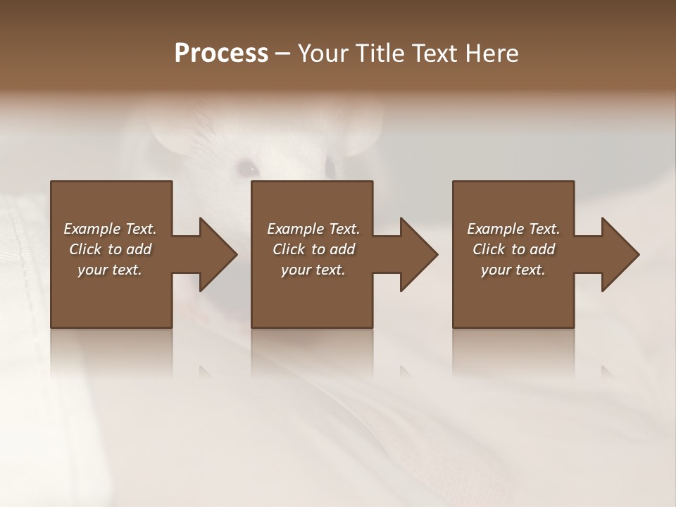 A White Rat Sitting On Top Of A Bed PowerPoint Template