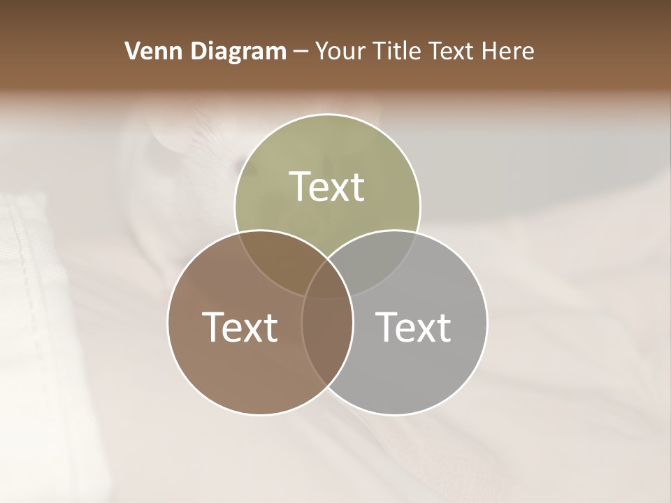 A White Rat Sitting On Top Of A Bed PowerPoint Template