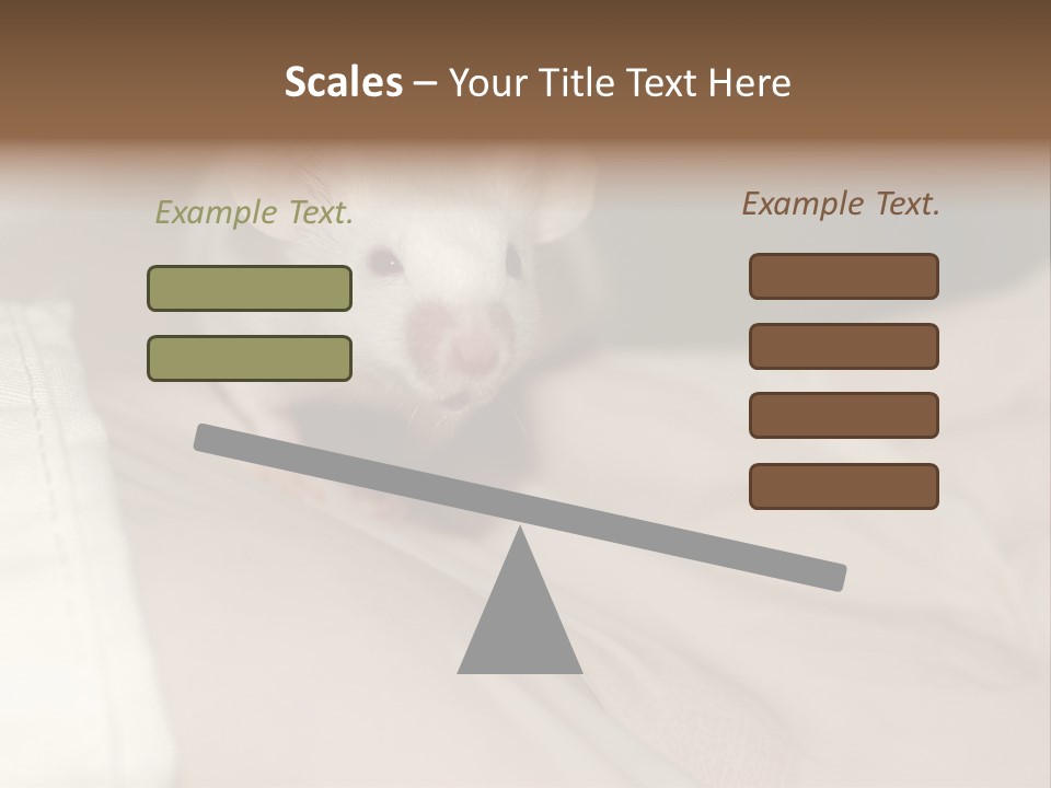 A White Rat Sitting On Top Of A Bed PowerPoint Template