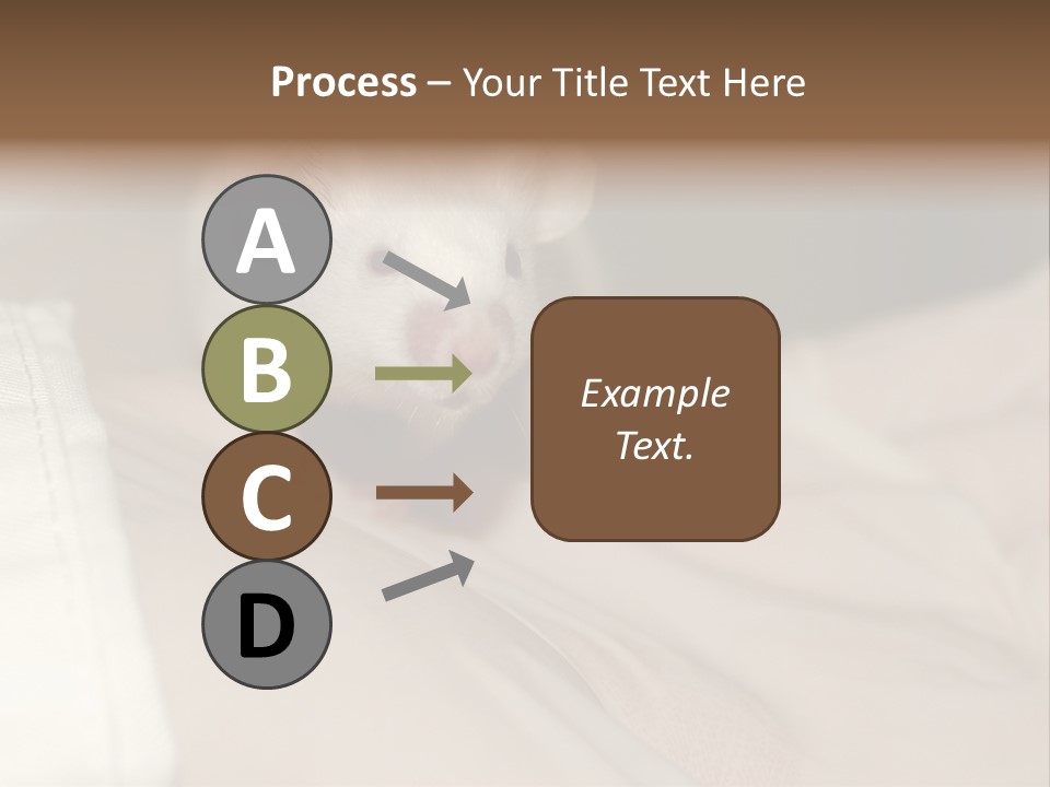 A White Rat Sitting On Top Of A Bed PowerPoint Template