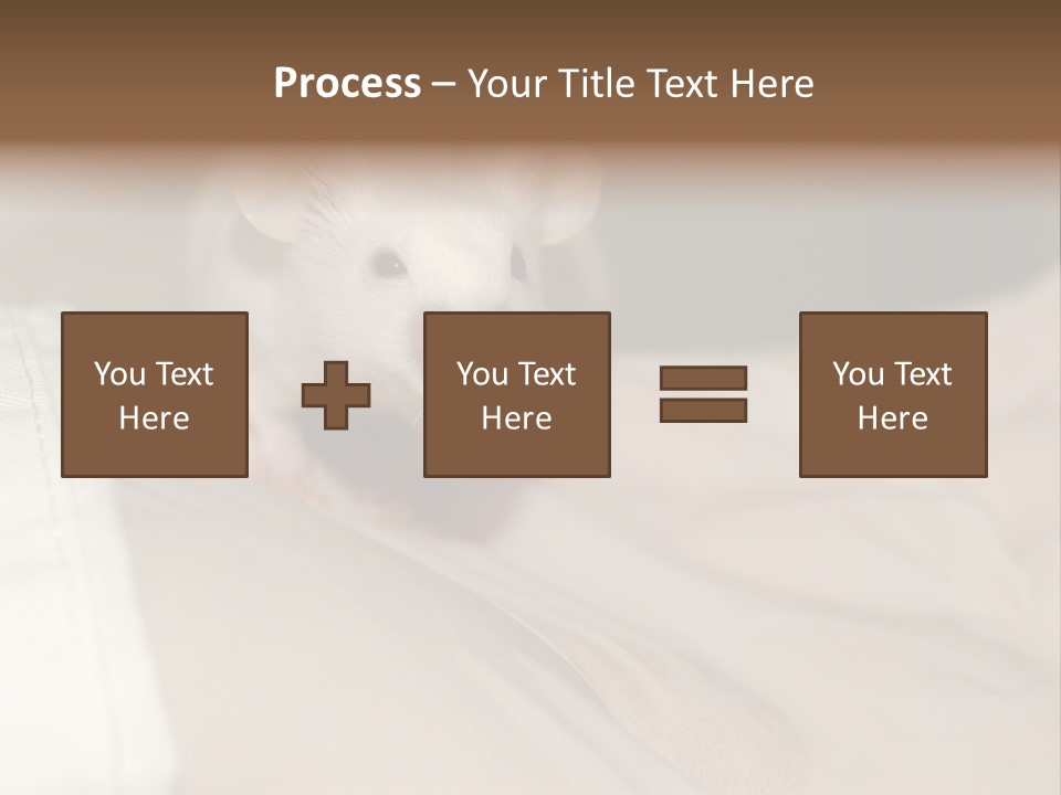 A White Rat Sitting On Top Of A Bed PowerPoint Template