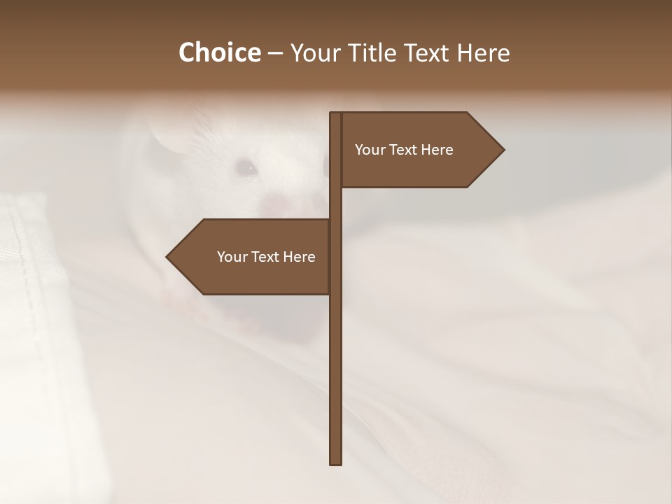 A White Rat Sitting On Top Of A Bed PowerPoint Template