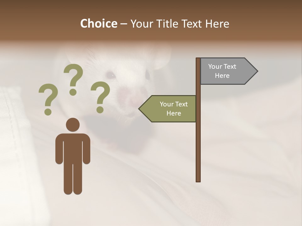 A White Rat Sitting On Top Of A Bed PowerPoint Template