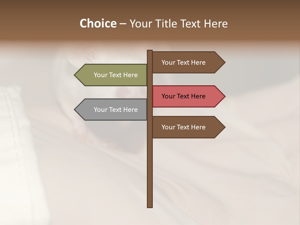 A White Rat Sitting On Top Of A Bed PowerPoint Template