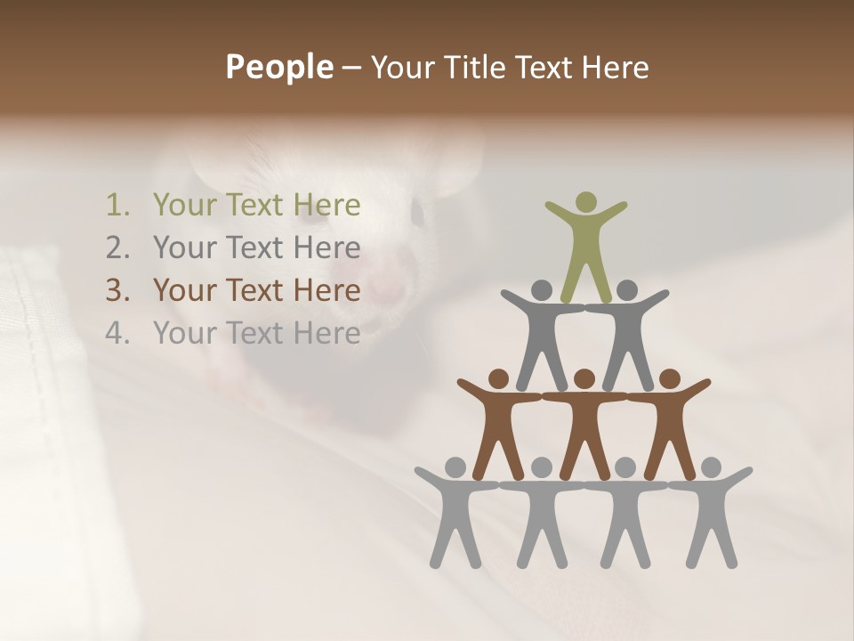 A White Rat Sitting On Top Of A Bed PowerPoint Template