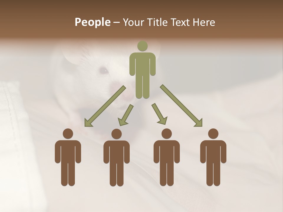 A White Rat Sitting On Top Of A Bed PowerPoint Template