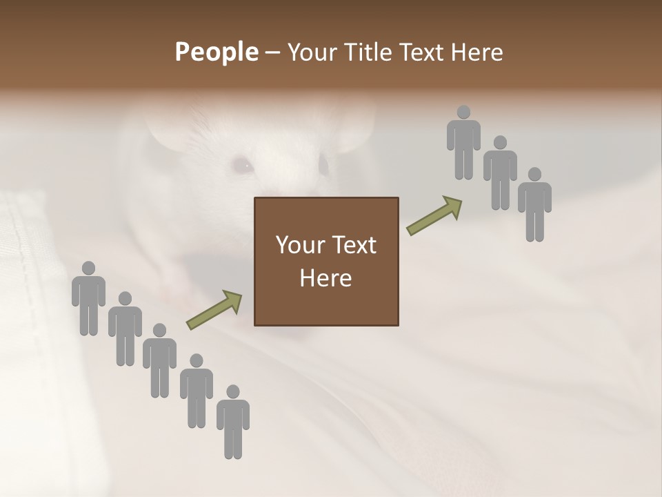 A White Rat Sitting On Top Of A Bed PowerPoint Template