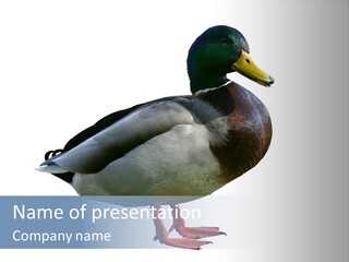 Common Duck-Isolated PowerPoint Template