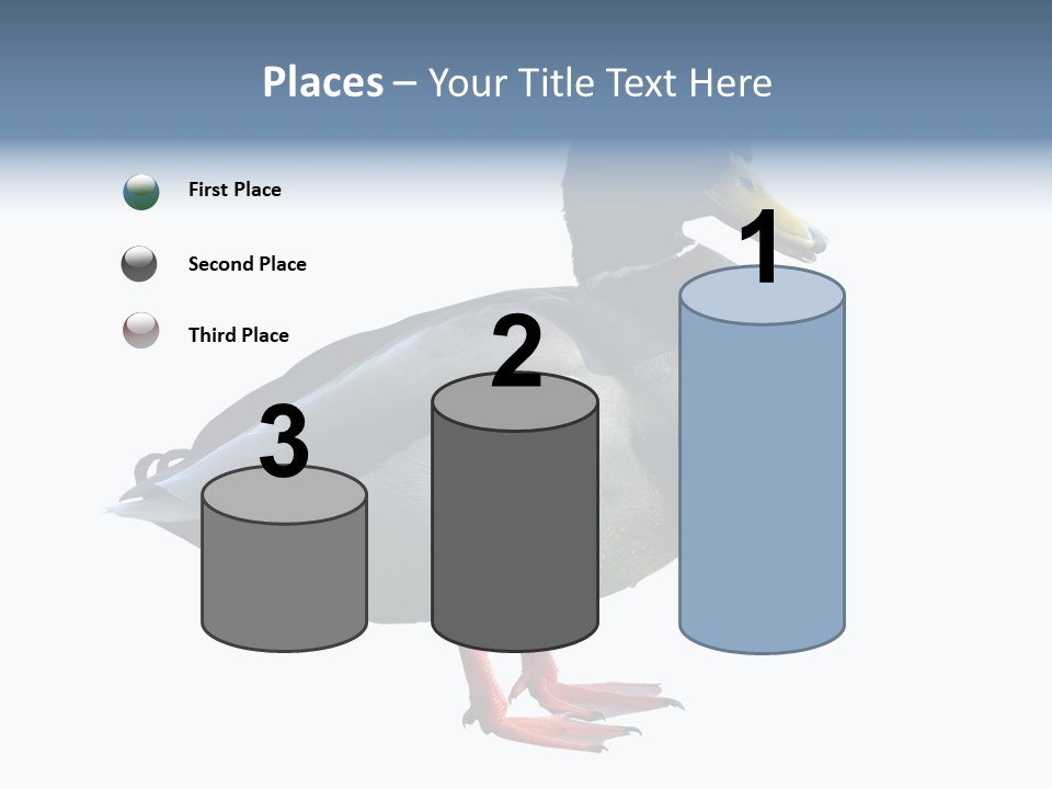 Common Duck-Isolated PowerPoint Template