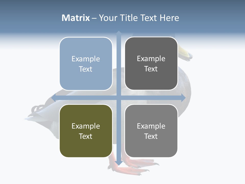 Common Duck-Isolated PowerPoint Template
