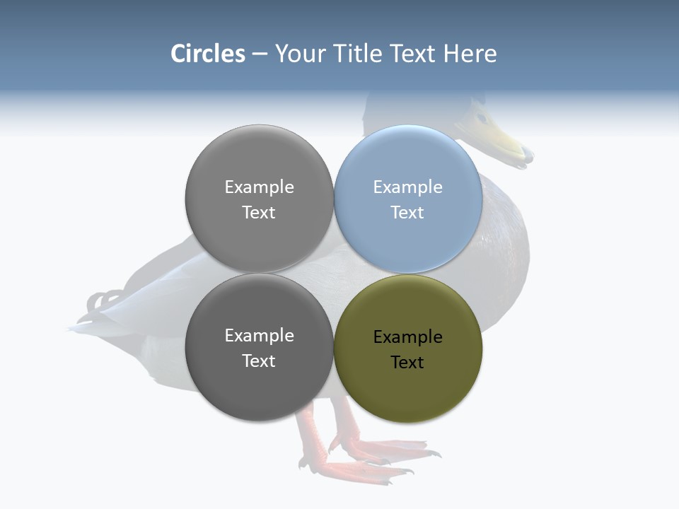 Common Duck-Isolated PowerPoint Template