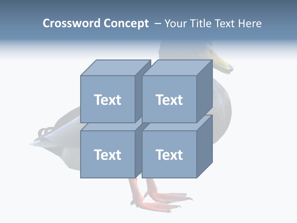 Common Duck-Isolated PowerPoint Template
