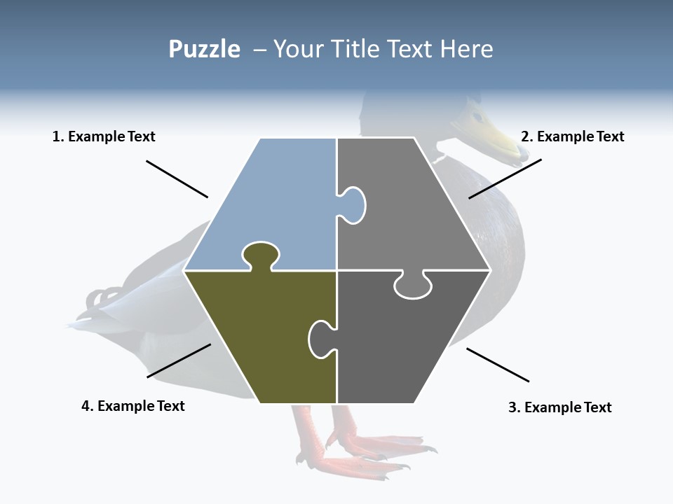 Common Duck-Isolated PowerPoint Template