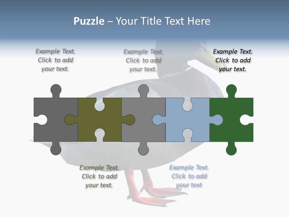 Common Duck-Isolated PowerPoint Template