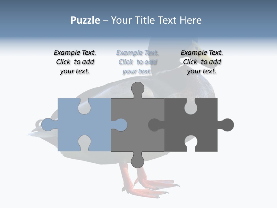 Common Duck-Isolated PowerPoint Template