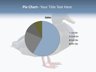 Common Duck-Isolated PowerPoint Template