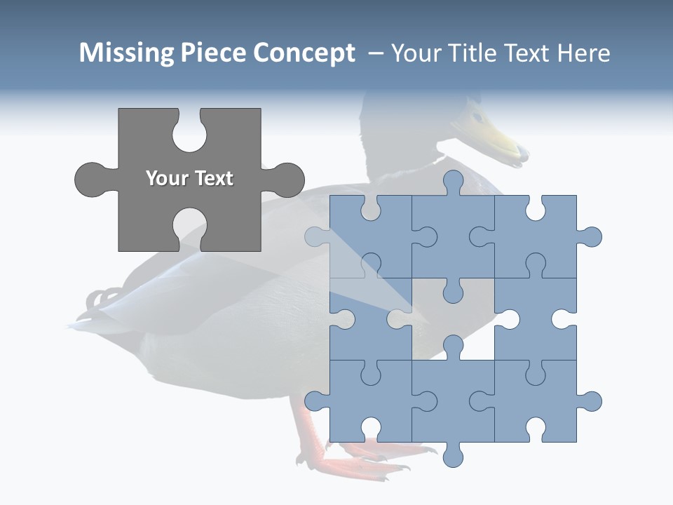 Common Duck-Isolated PowerPoint Template