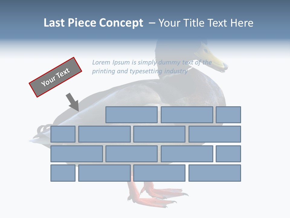Common Duck-Isolated PowerPoint Template