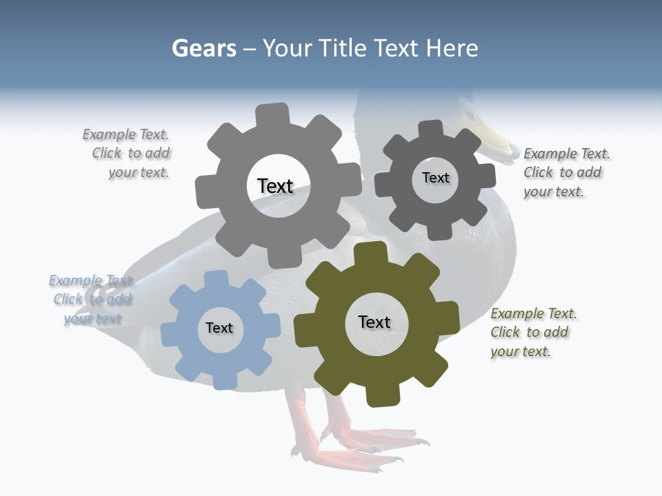 Common Duck-Isolated PowerPoint Template