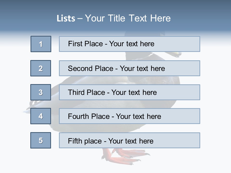 Common Duck-Isolated PowerPoint Template