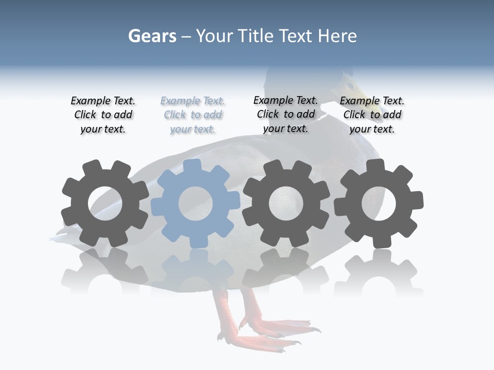 Common Duck-Isolated PowerPoint Template