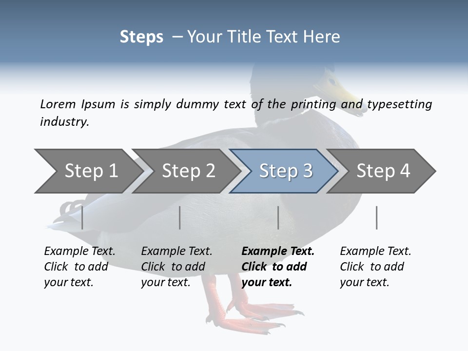 Common Duck-Isolated PowerPoint Template
