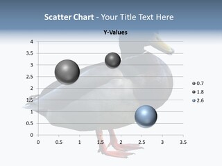 Common Duck-Isolated PowerPoint Template