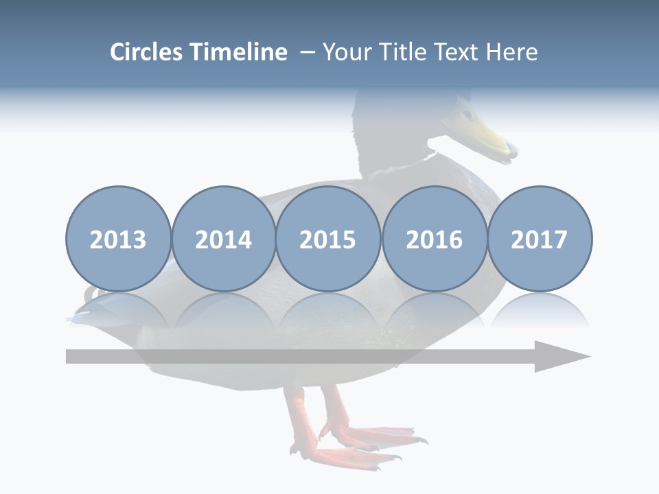 Common Duck-Isolated PowerPoint Template