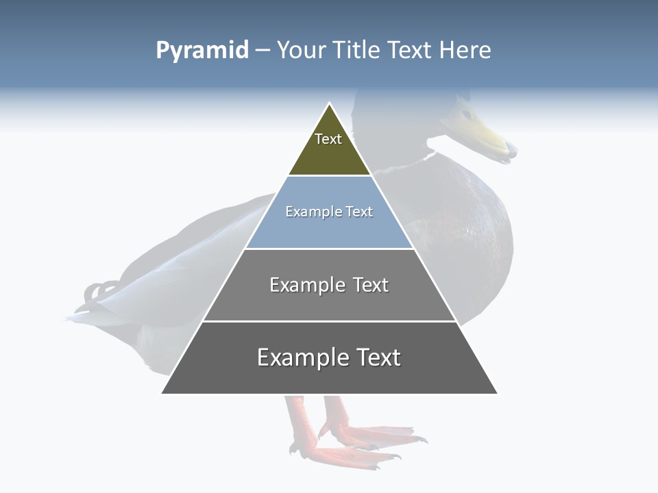 Common Duck-Isolated PowerPoint Template