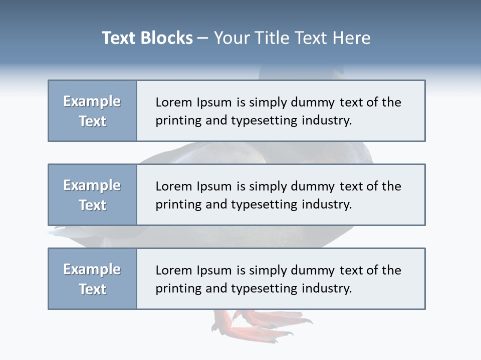 Common Duck-Isolated PowerPoint Template