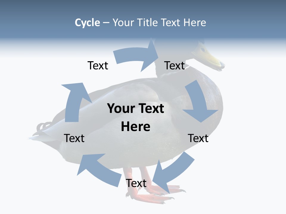 Common Duck-Isolated PowerPoint Template