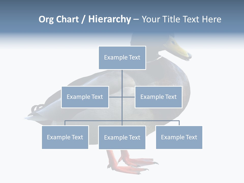 Common Duck-Isolated PowerPoint Template