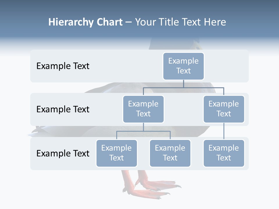 Common Duck-Isolated PowerPoint Template
