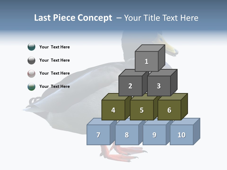 Common Duck-Isolated PowerPoint Template