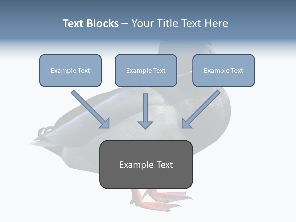 Common Duck-Isolated PowerPoint Template