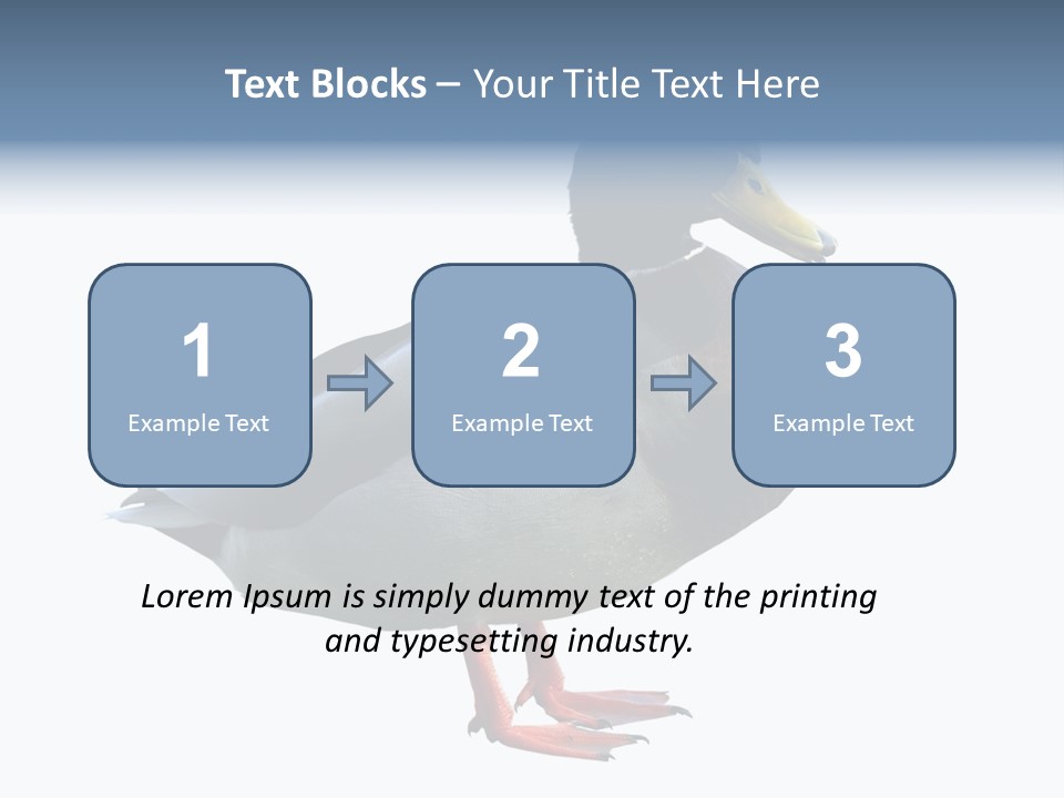 Common Duck-Isolated PowerPoint Template