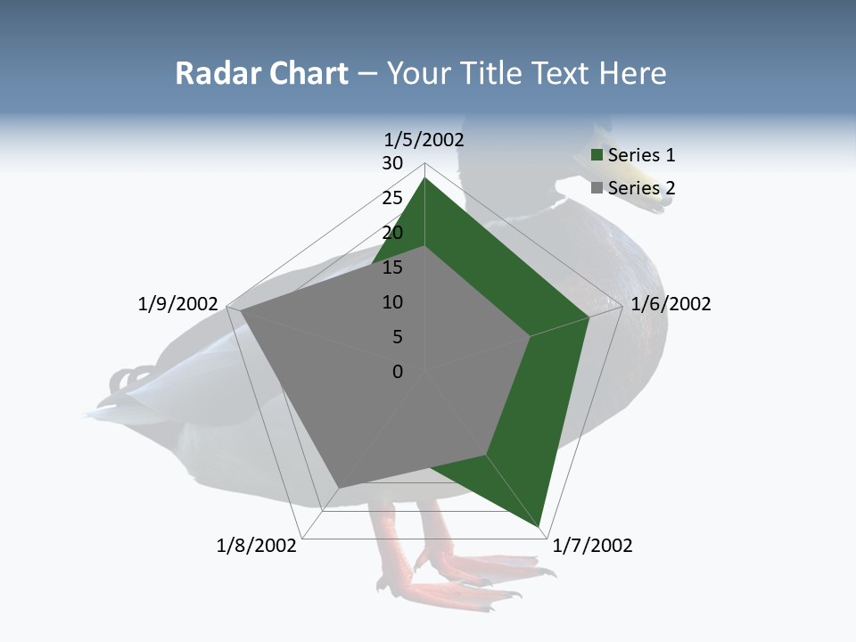 Common Duck-Isolated PowerPoint Template