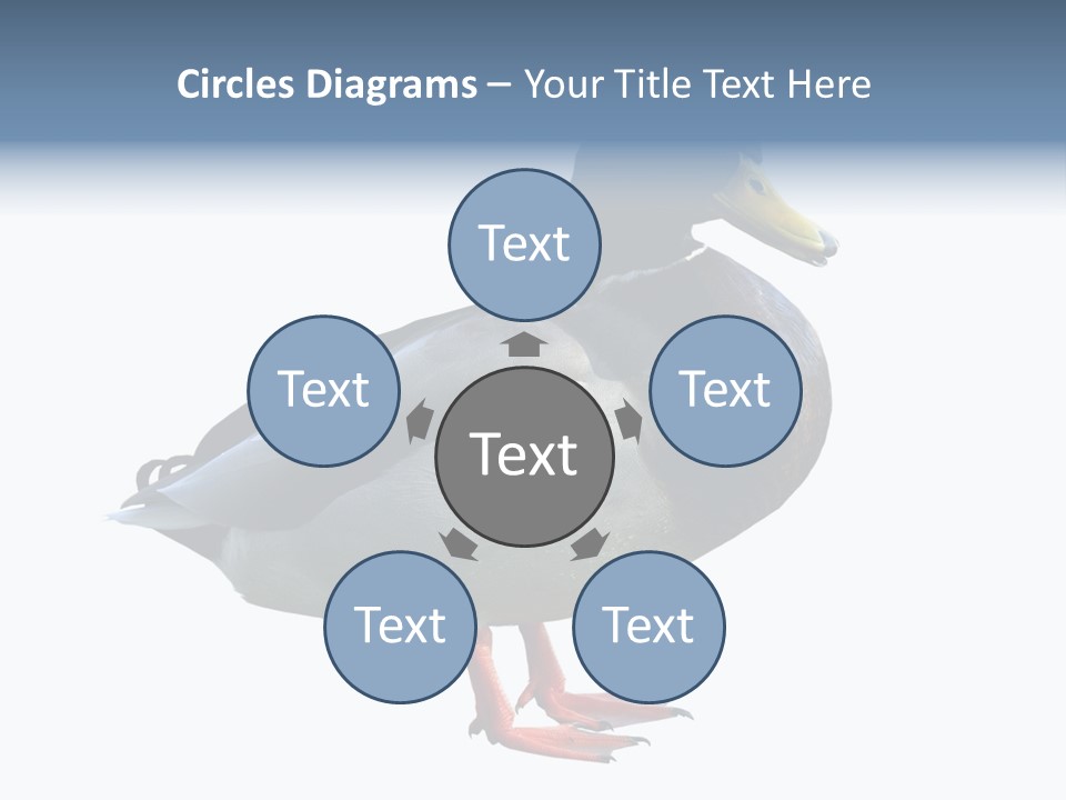 Common Duck-Isolated PowerPoint Template