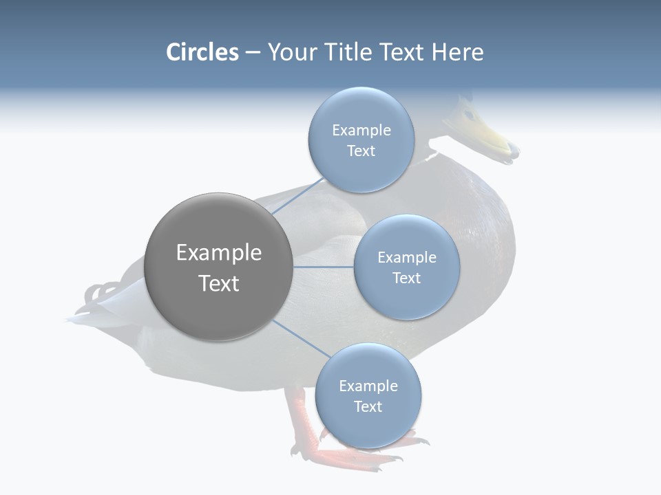 Common Duck-Isolated PowerPoint Template