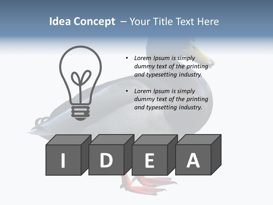 Common Duck-Isolated PowerPoint Template