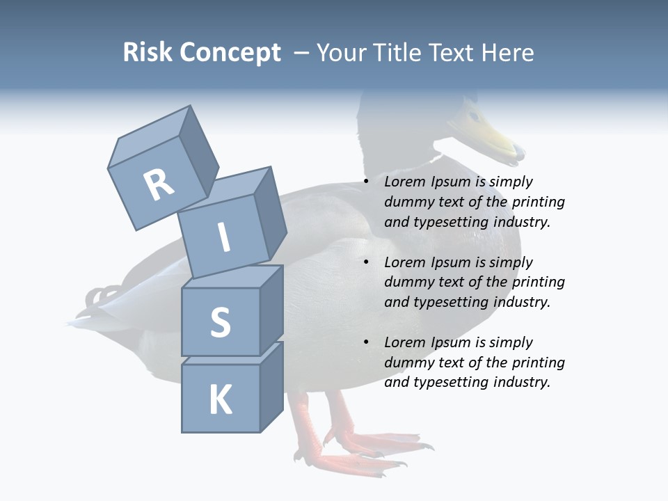 Common Duck-Isolated PowerPoint Template