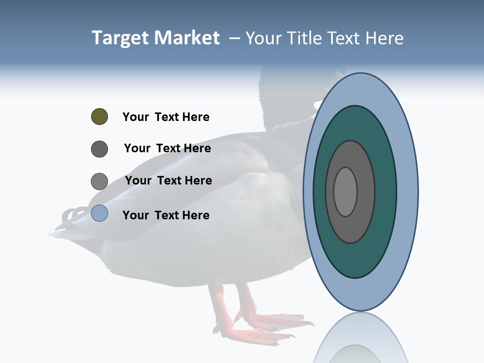 Common Duck-Isolated PowerPoint Template