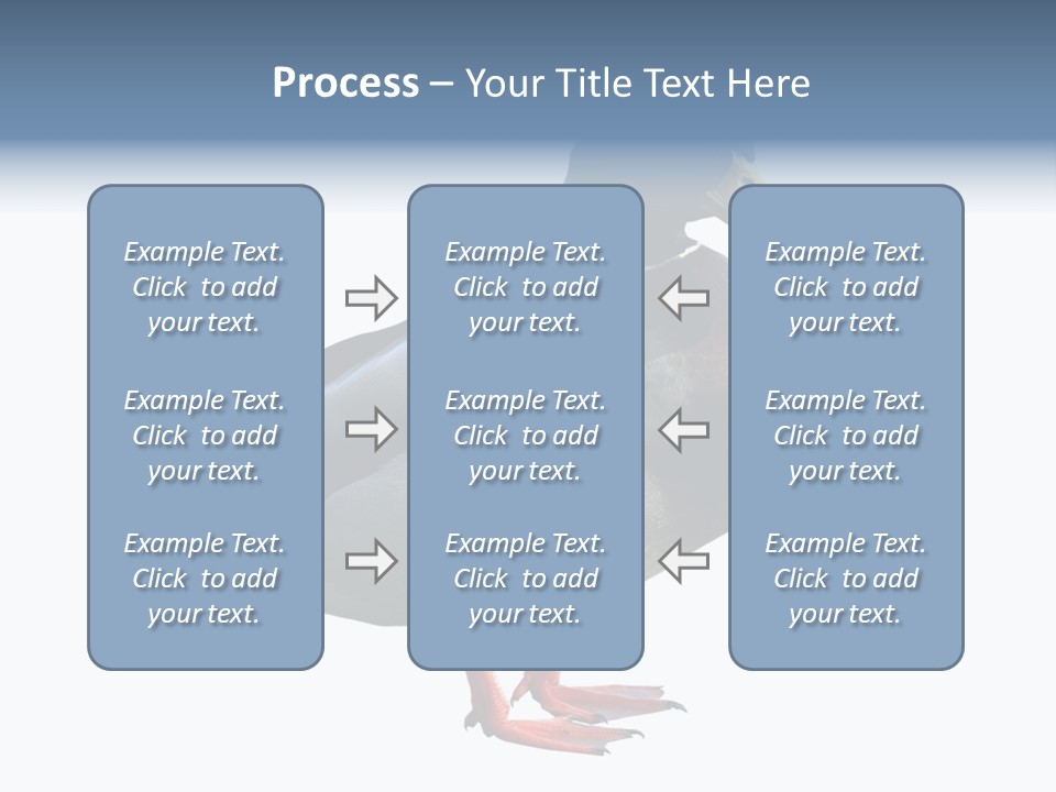 Common Duck-Isolated PowerPoint Template