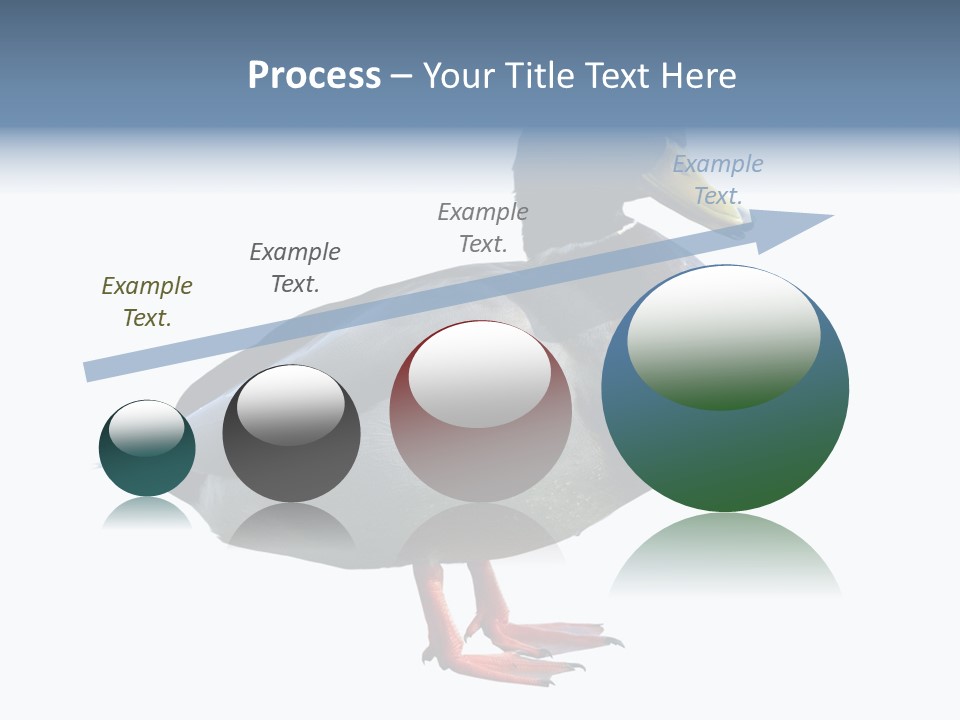 Common Duck-Isolated PowerPoint Template